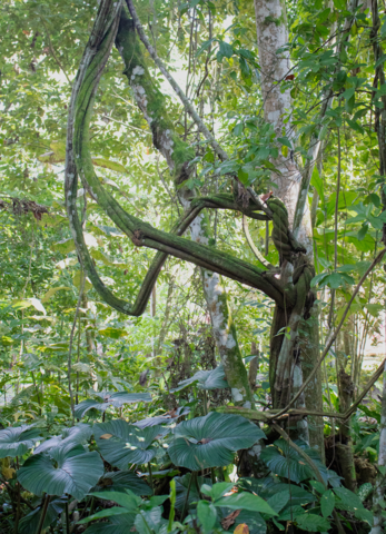 Ayahuasca plant. Photo taken at Takiwasi Center in the summer of 2022. (Photo courtesy of Owain J. Graham) 